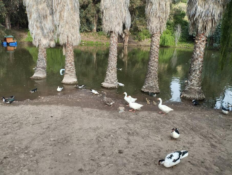 Casa En Machali, Privilegiada La Vinilla